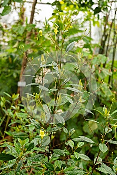 Gesneria Pedunculosa plant in Zurich in Switzerland photo