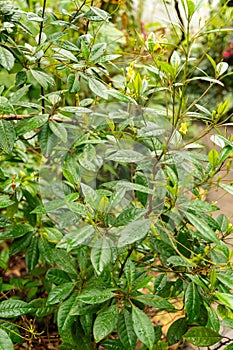 Gesneria Pedunculosa plant in Zurich in Switzerland photo