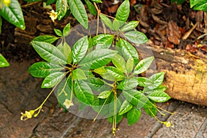 Gesneria Pedunculosa plant in Zurich in Switzerland photo