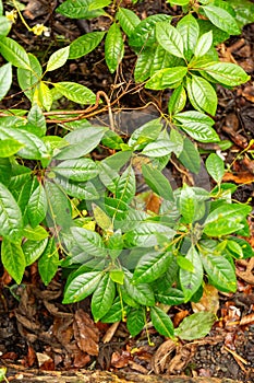 Gesneria Pedunculosa plant in Zurich in Switzerland photo