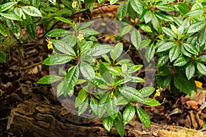 Gesneria Pedunculosa plant in Zurich in Switzerland photo