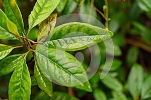 Gesneria Pedunculosa plant in Zurich in Switzerland photo