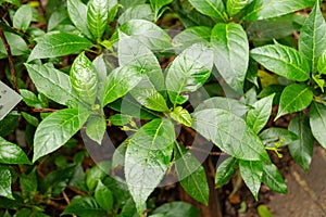 Gesneria Ventricosa plant in Zurich in Switzerland photo