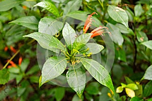 Gesneria Ventricosa plant in Zurich in Switzerland photo