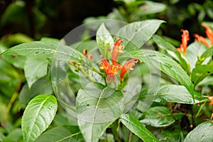 Gesneria Ventricosa plant in Zurich in Switzerland photo