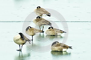 Gesse on Frozen Pond