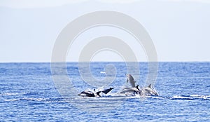 Gestreepte Dolfijn, Striped Dolphin, Stenella coeruleoalba