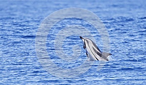 Gestreepte Dolfijn, Striped Dolphin, Stenella coeruleoalba photo