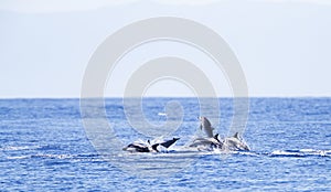 Gestreepte Dolfijn, Striped Dolphin, Stenella coeruleoalba photo