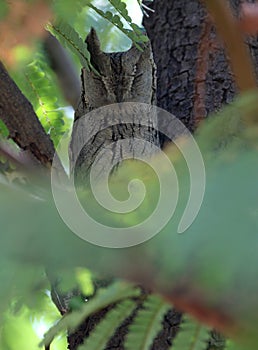 Gestreepte Dwergooruil, Pallid Scops-Owl, Otus brucei