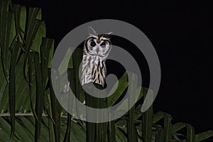 Gestreepte Ransuil, Striped Owl, Asio clamator photo