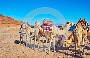 Get experience of camel safari in Sinai, Egypt