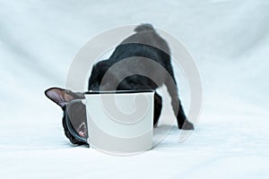 Get ready for an entertaining show as this small black kitten engages in playful antics around a white blank mug