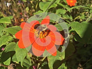 Bee on a leaf and we are near fall