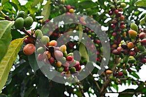 GET TO KNOW ACEH GAYO COFFEE