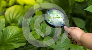 Get to know the world The white man hand boy who is exploring the green leaves in the summer with his magnifying glass