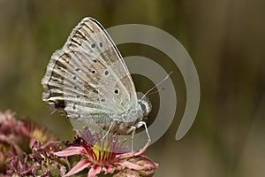 Getand blauwtje, Meleager's Blue, Polyommatus daphnis