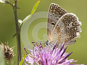 Getand blauwtje, Meleager's Blue, Polyommatus daphnis