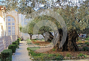 Gethsemane Garden and the Church of All nations