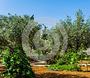 Gethsemane Garden on the Mount of Olives