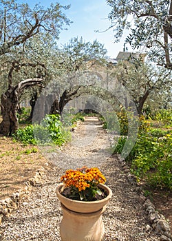 Gethsemane garden, Mount of Olives, Jerusalem Israel. Biblical place where Jesus prayed before his betrayal and capture