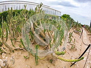 Gethsemane Garden part of the botanical gardens of Balchik - cactus detail