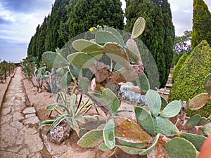 Gethsemane Garden part of the botanical gardens of Balchik - cactus detail