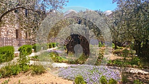 Gethsemane gardens at the foot of the Mount of Olives in Jerusalem photo