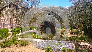 Gethsemane gardens at the foot of the Mount of Olives in Jerusalem