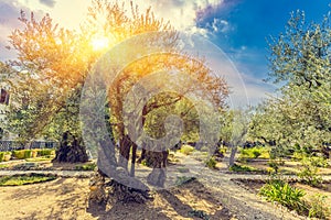 The Gethsemane Olive Orchard, Garden located at the foot of the photo