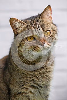Tabby cat sitting on balcony
