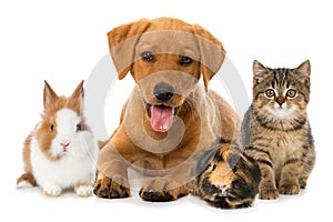 Pets isolated on whie background