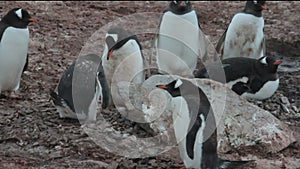 Getoo penguin mating rituals