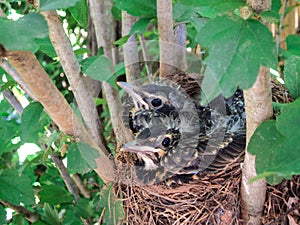 Getting Crowded! - Baby Robins in Nest