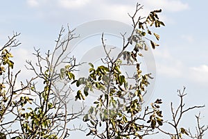 Getting dry walnut tree