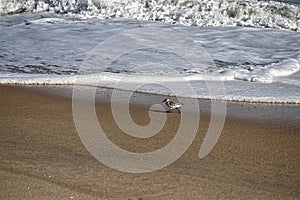 Getting ready for the next wave as this one recedes - Assateague, MD, USA photo