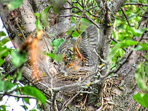 Getting ready to leave the nest