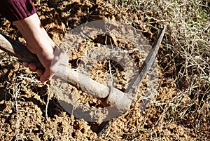 Getting rid of weeds with a pickaxe.