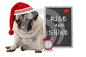 Getting up in early morning, grumpy pug puppy dog with red sleeping cap, alarm clock and sign with text rise and shine