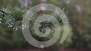 A getting wet branch of pine with sparkling drops hanging on it