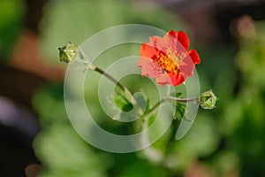 Geum