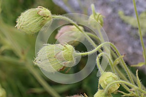 Geum bulgaricum - wild plant