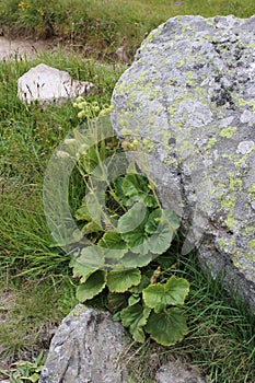 Geum bulgaricum - wild plant