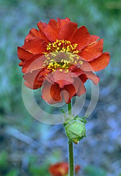 Geum chiloense Scarlet-red Semi-doubled Flower