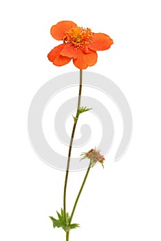 Geum coccineum, Chilean avens flower