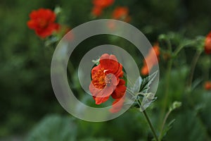 Geum coccineum grows in a garden