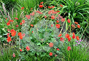 Geum form such a dense clump that even outside the flowering period, the plant is very attractive and, if it is mild, they are eve