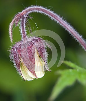 Geum rivale