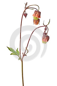 Geum rivale flower