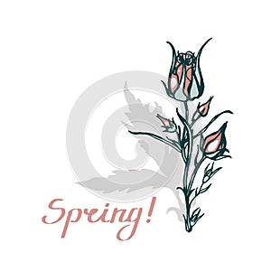 Geum rivale. Spring! Greeting card with a bouquet of flowers. Lettering. Hand drawn.
